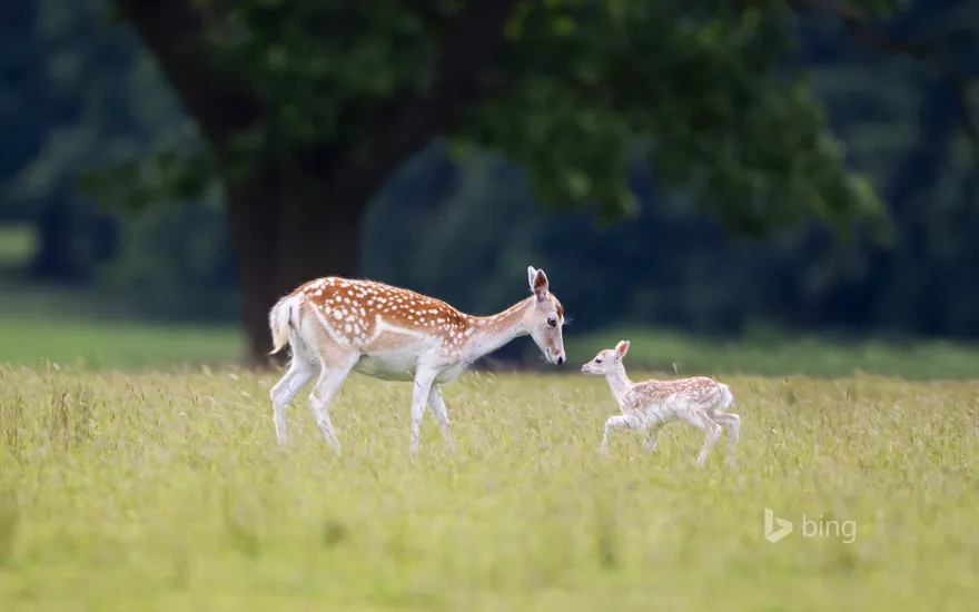 A fallow deer (doe) with fawn at Helmingham Hall, Suffolk
