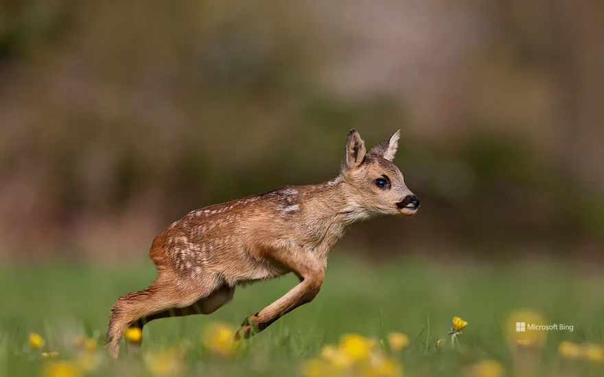 Roe deer fawn running on grass in Normandy, France