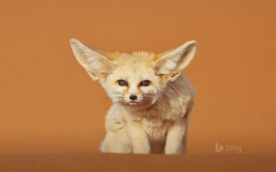 Fennec fox, Merzouga, Morocco