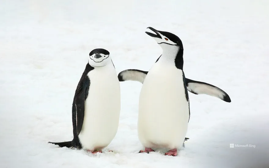 Chinstrap penguins, South Sandwich Islands, South Atlantic Ocean