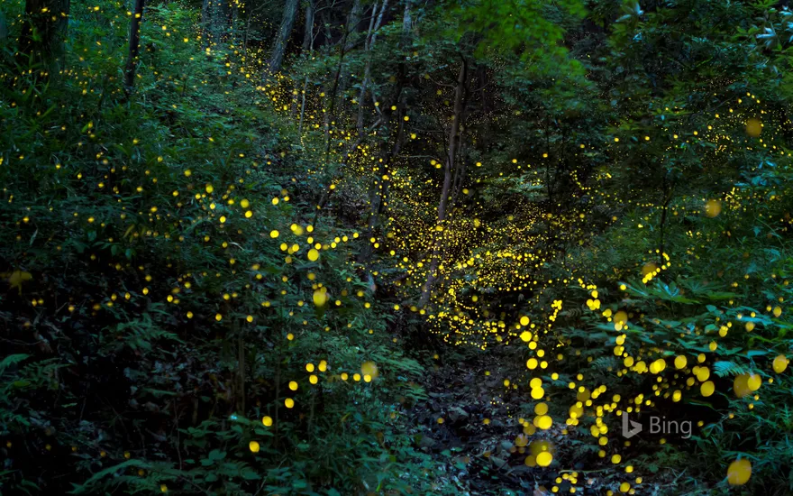 "Fireflies in the forest" Okayama