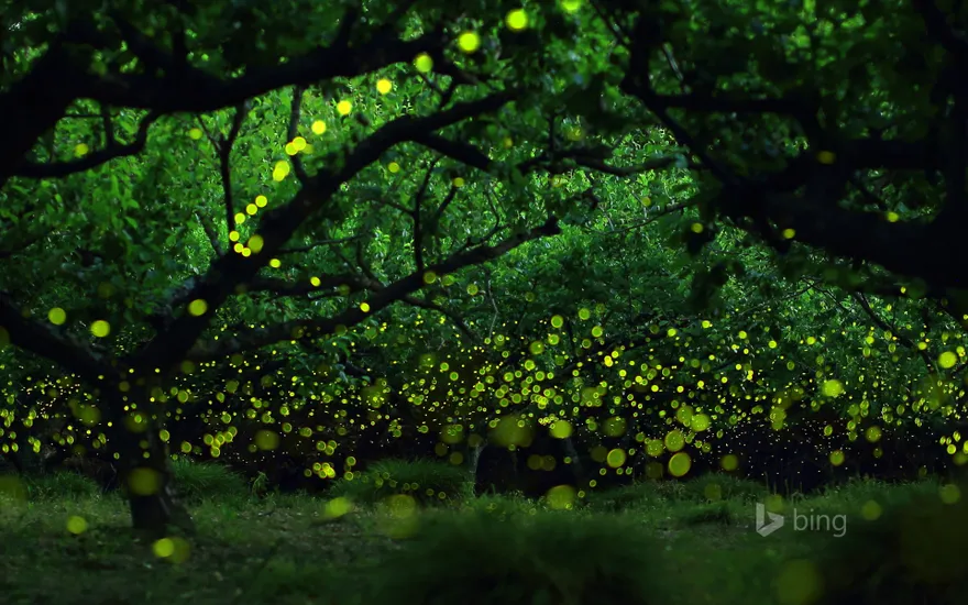 Long-exposure photograph of fireflies in a forested area near Nagoya, Japan