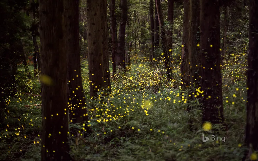 "Fireflies in the forest" Okayama, Okayama