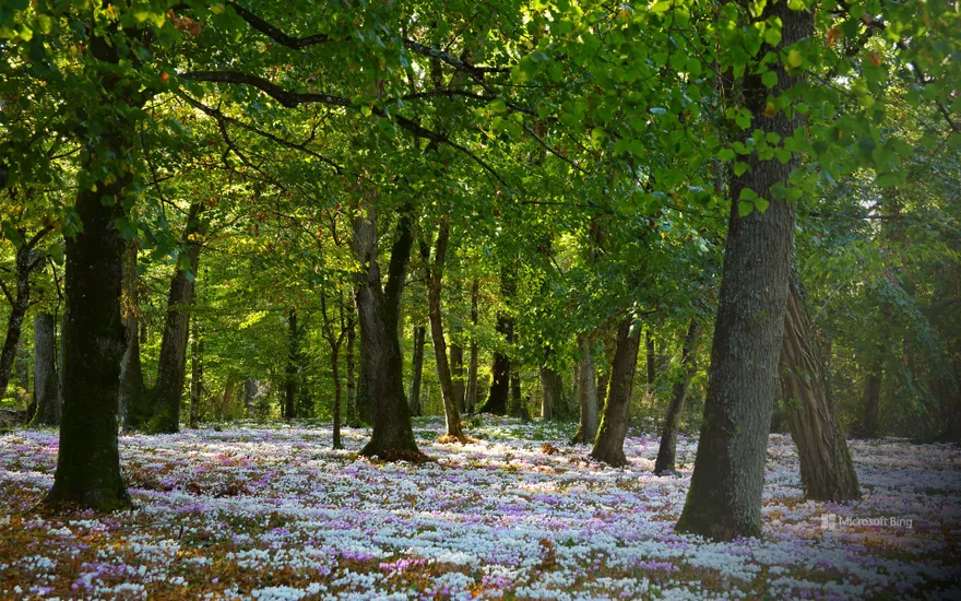 Sun breaking through the trees of a forest carpeted with pink and white cyclamen in Brittany