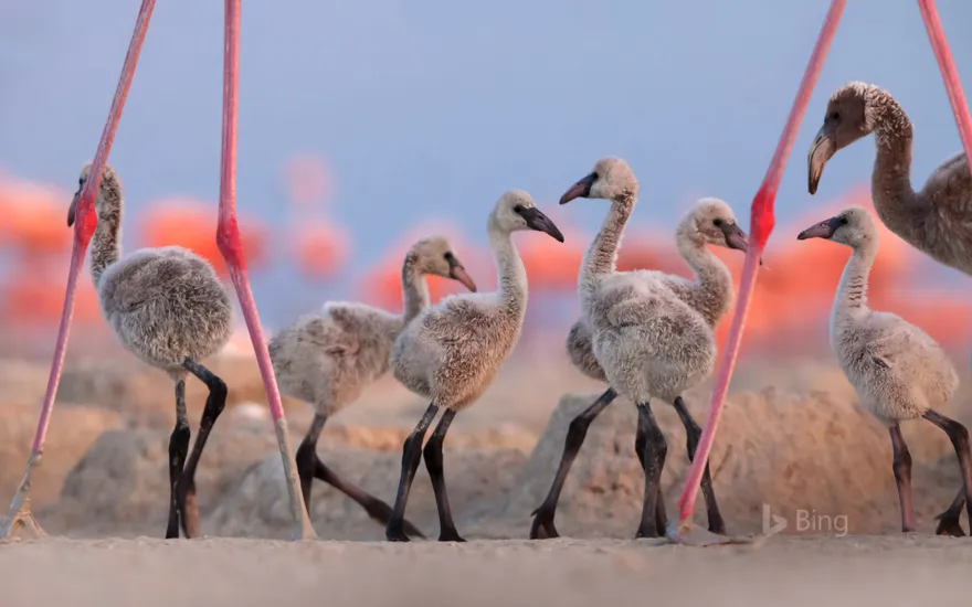 American flamingo chicks at the Ría Lagartos Biosphere Reserve, Yucatán Peninsula, Mexico