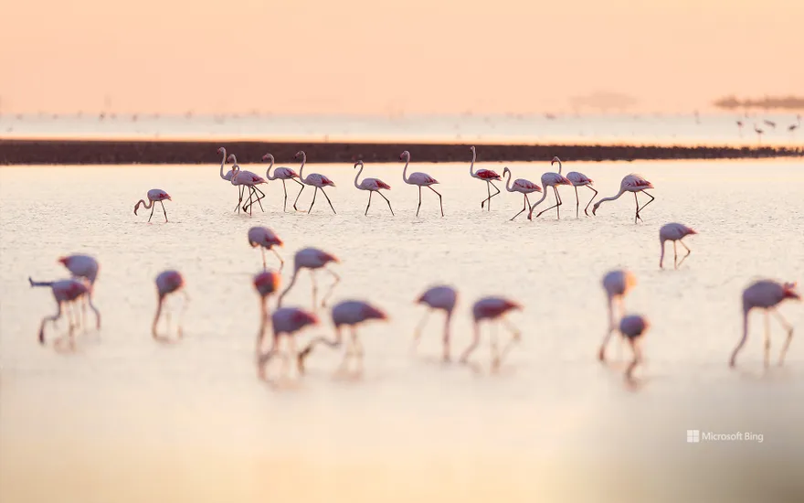Flamingos at sunrise, Saintes-Maries-de-la-Mer, Camargue Regional Natural Park, France