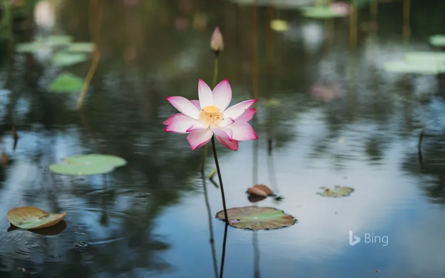 Sacred lotus growing in water