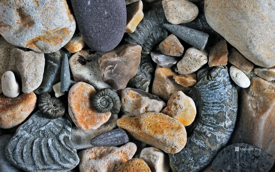 Jurassic Coast Fossils, Dorset, England