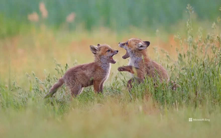 Two young foxes are playing in a meadow, Germany