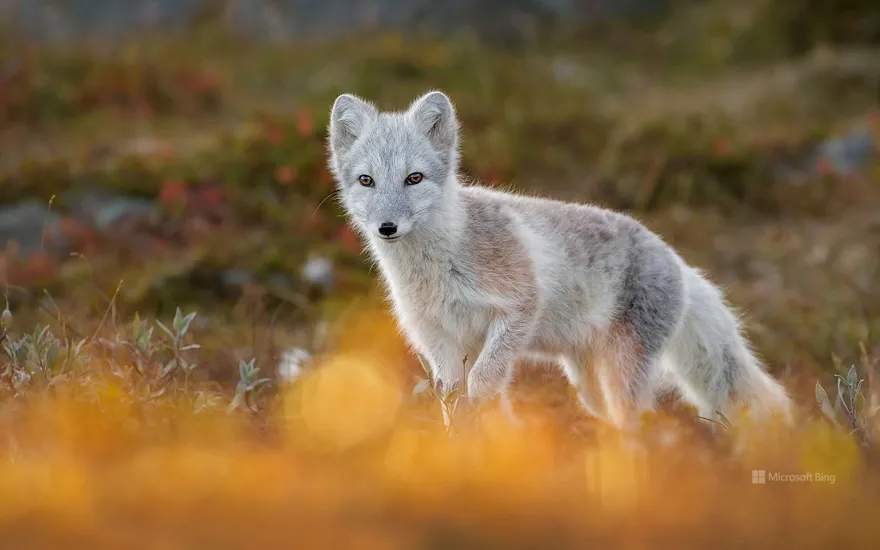 Arctic fox, Dovrefjell-Sunndalsfjella National Park, Norway