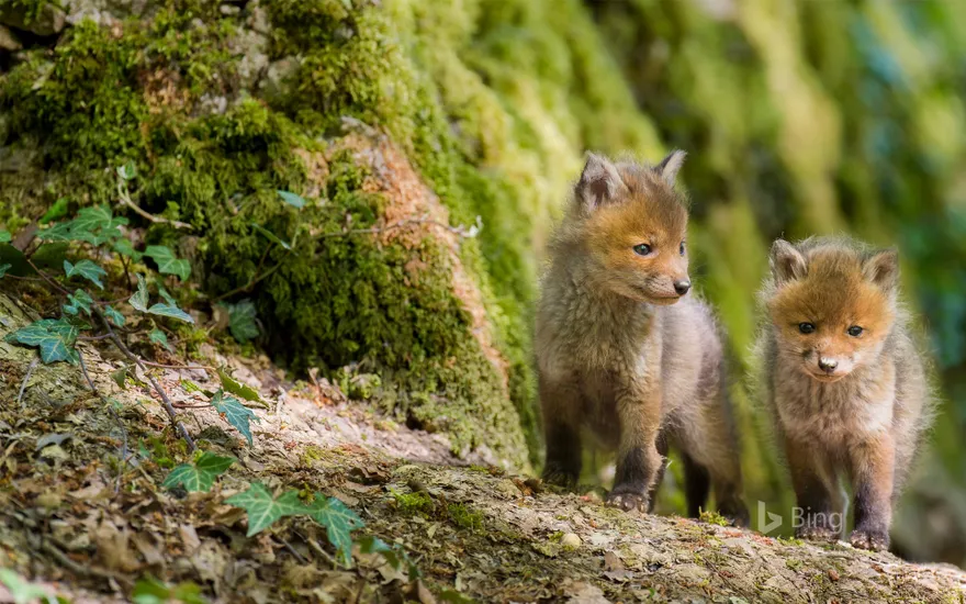 Red foxes, France