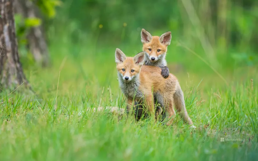 Two young red foxes playing, Germany