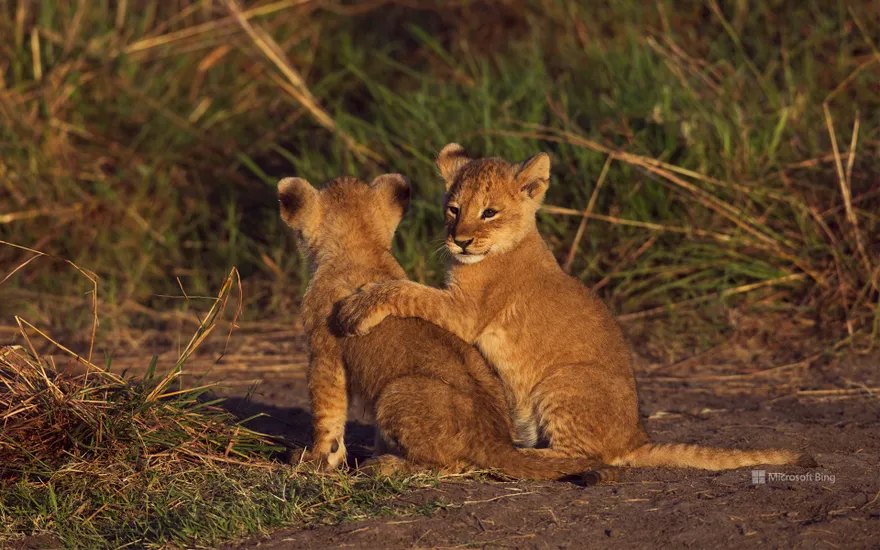 Two lion cubs in the Masai Mara National Reserve in Kenya