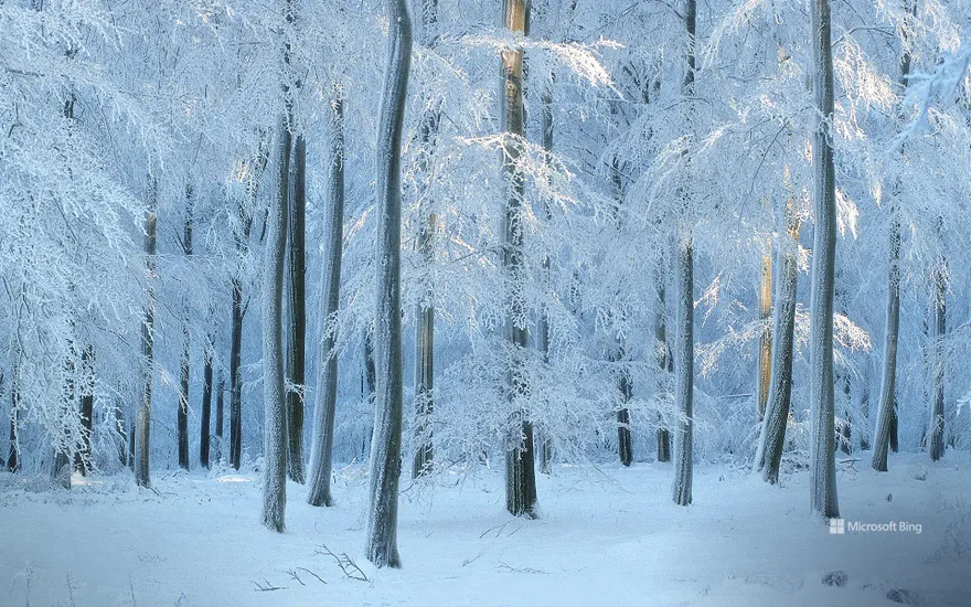 European beech forest in Belgium