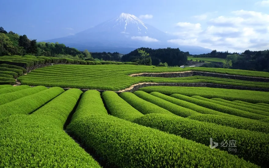 "Mt. Fuji and tea plantation" Shizuoka