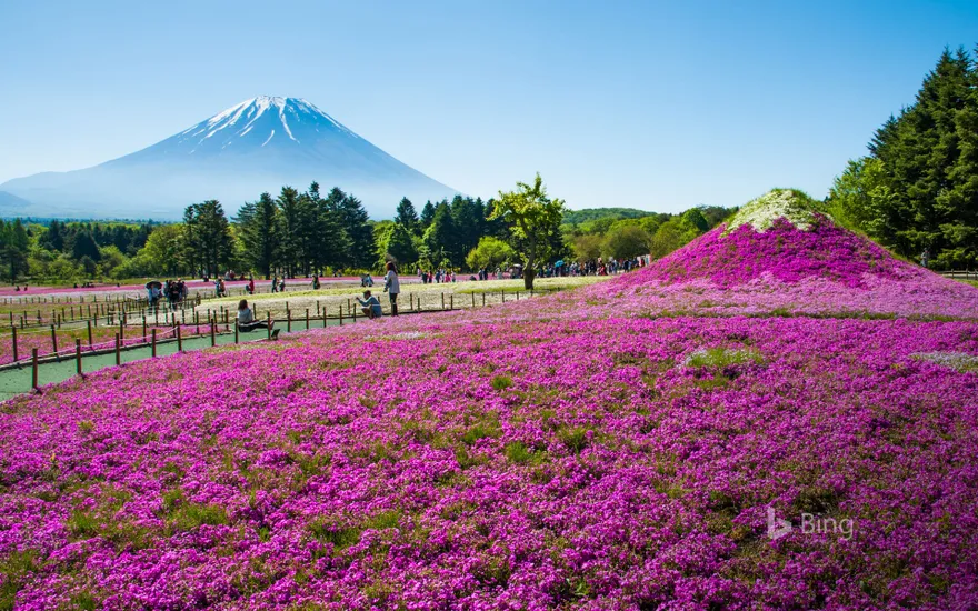 Mount Fuji with meadow of Phlox subulata flowers in Yamanashi, Japan