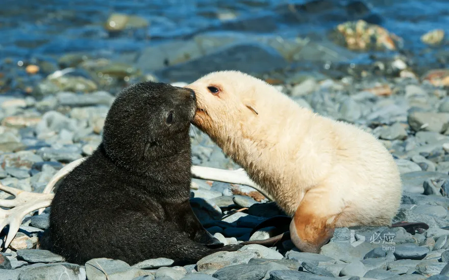 A pair of Antarctic fur seals kissing in Fortuna Bay, South Georgia