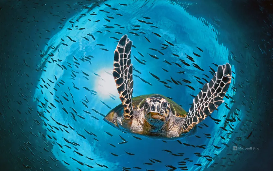 Green sea turtle diving, Great Barrier Reef, Queensland, Australia