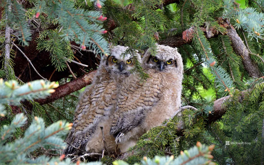 Great horned owl fledglings