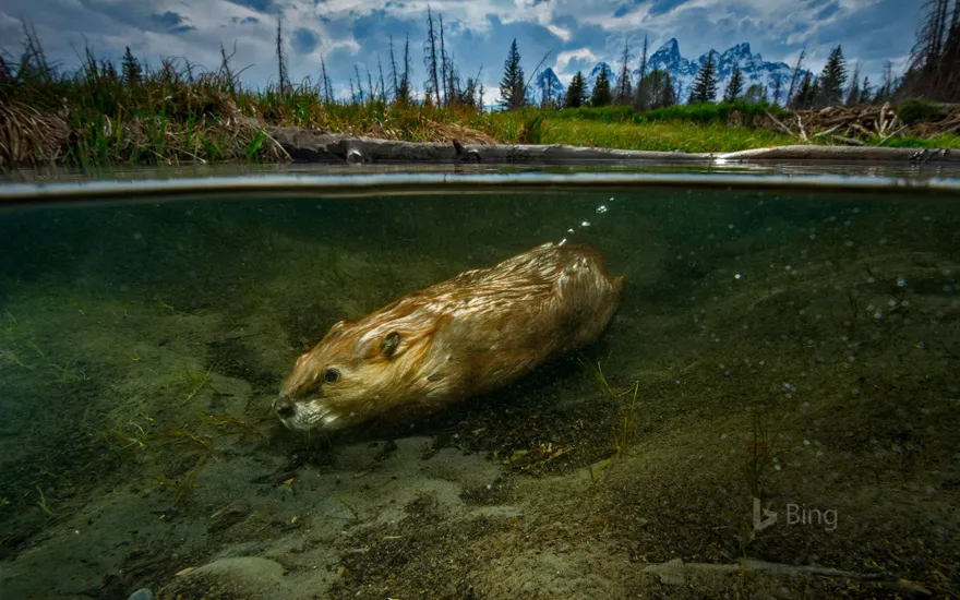 North American beaver swimming in Grand Teton National Park, Wyoming