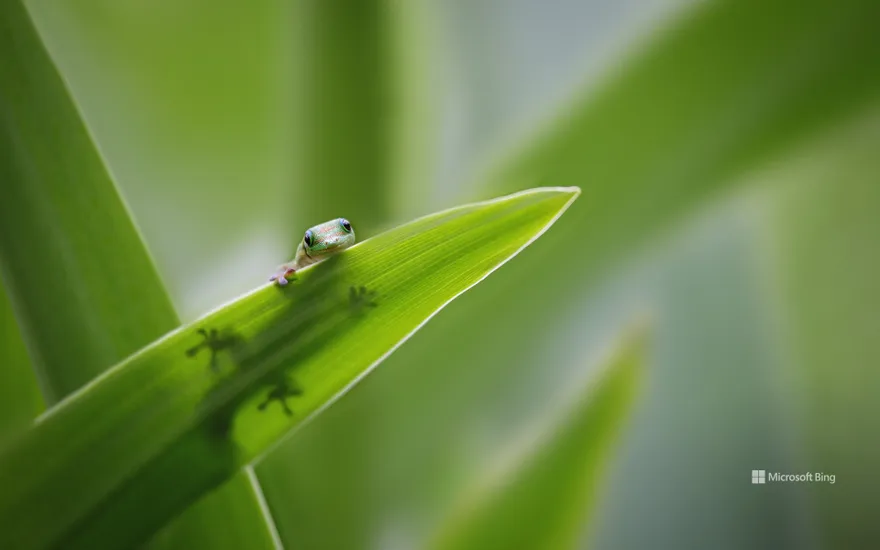 Tiny gecko on leaf