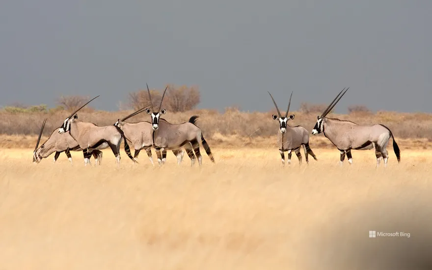 Gemsboks in the savannah, Botswana