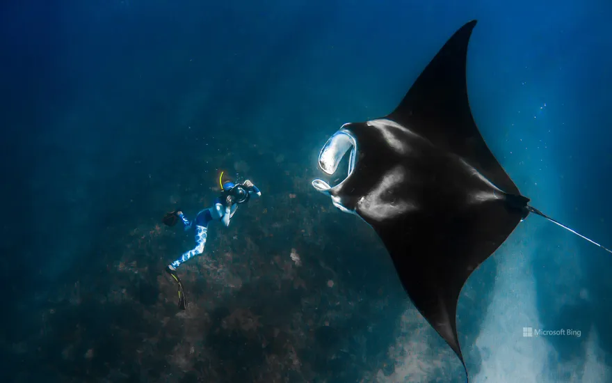 Giant manta ray and a photographer off the Ningaloo Coast, Australia