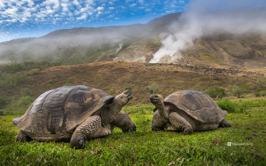 Volcán Alcedo giant tortoises, Isabela Island, Galápagos, Ecuador
