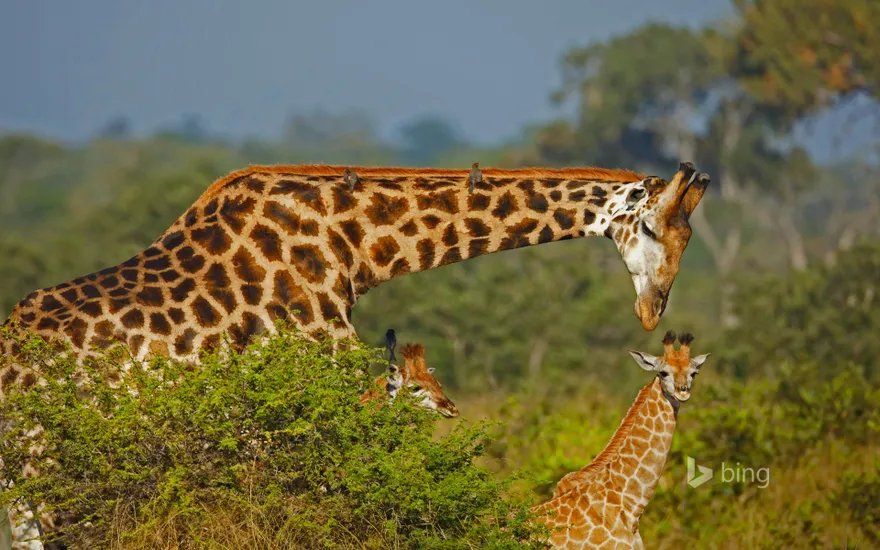 Male giraffe and two calves