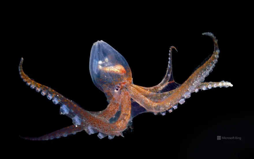 Glass octopus in the Atlantic Ocean off Cabo Verde