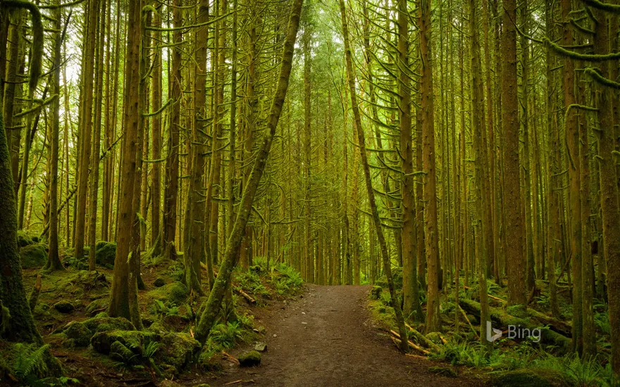 A pathway through the dense woodland forest at Golden Ears Provincial Park, B.C.