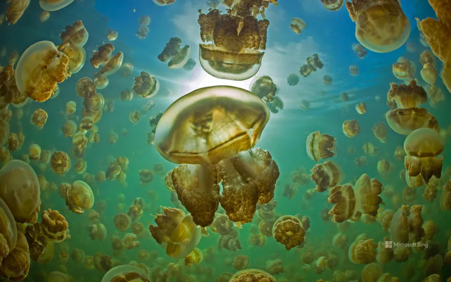 Golden jellyfish in Jellyfish Lake on the island of Eil Malk, Palau