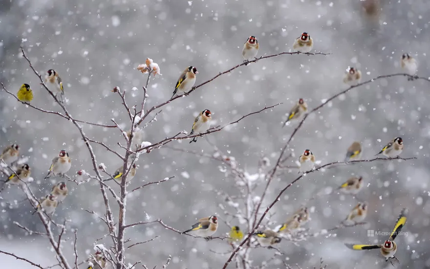 European Goldfinches perched on snow covered branches