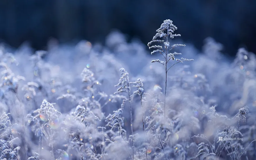 Canadian goldenrod seed heads in hoarfrost in the morning light, Wasgau, Palatinate Forest National Park, Palatinate Forest-Northern Vosges Biosphere Reserve, Rhineland-Palatinate