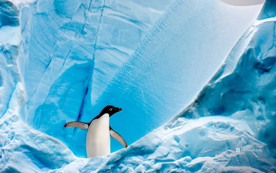 Adélie penguin, Graham Passage, Antarctic Peninsula, Antarctica