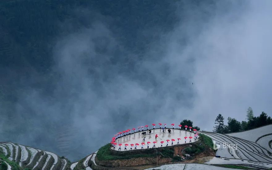 [Guyu Today] Busy Scenery of Longsheng Terraced Fields during the Ping'an Village Planting Festival