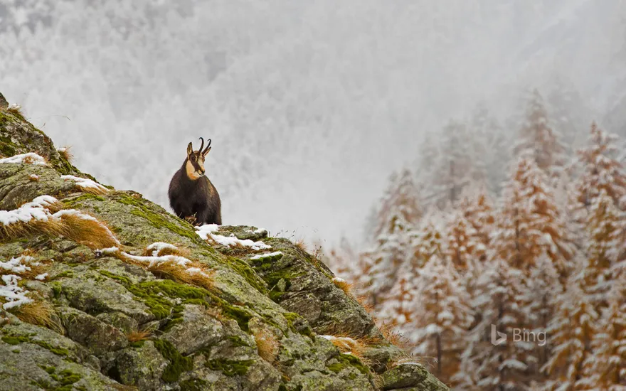 Alpine chamois in Gran Paradiso National Park, Italy