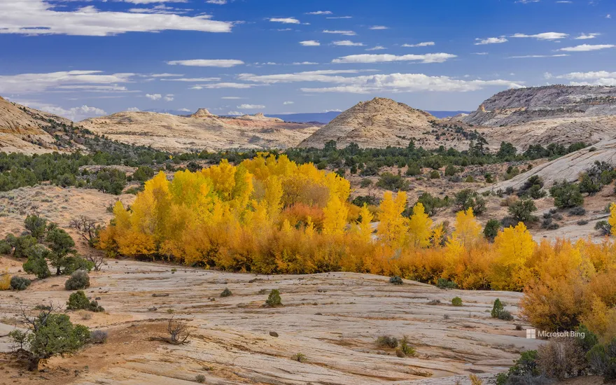 Cottonwood trees in Grand Staircase-Escalante National Monument, Utah, USA