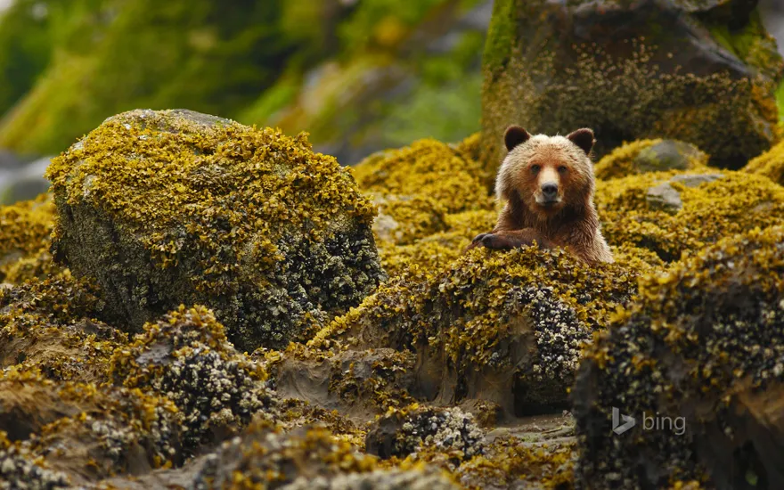 A grizzly in the Great Bear Rainforest, British Columbia, Canada