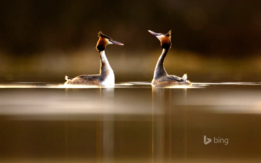 Pair of Great Crested Grebes (Podiceps cristatus) during their elaborate courtship dance