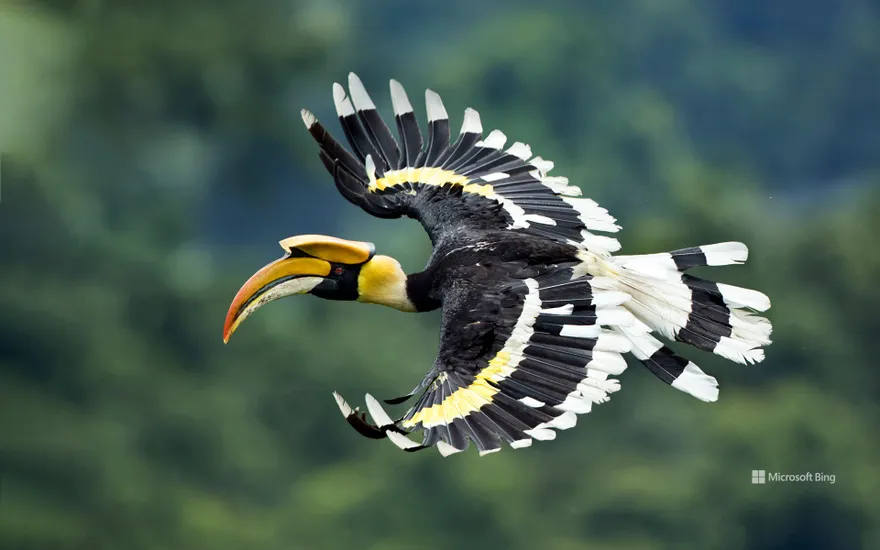 Great hornbill in West Bengal, India