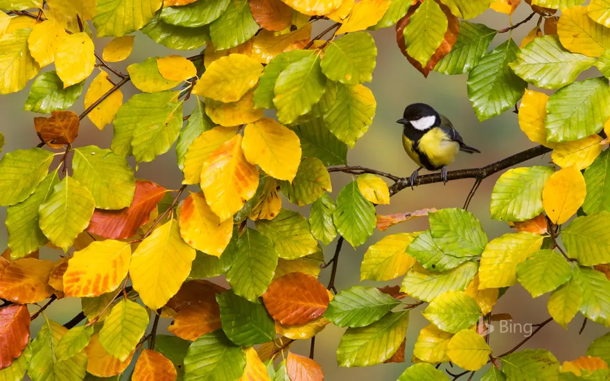 A great tit perched on a branch
