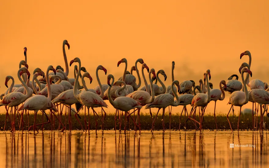 Greater flamingos, India
