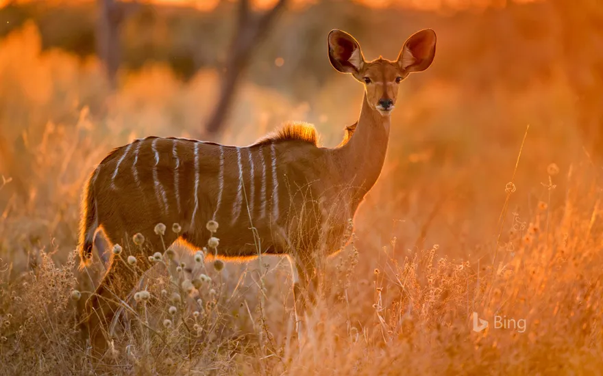 Female greater kudu in Chobe National Park, Botswana