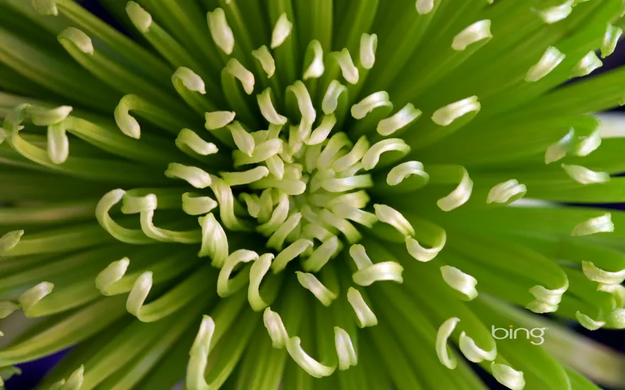 Chrysanthemum flower, green "Anastasia" variety