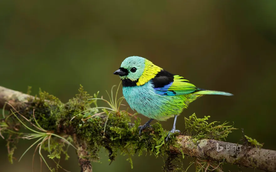 Green-headed tanager in the Atlantic Forest, Brazil