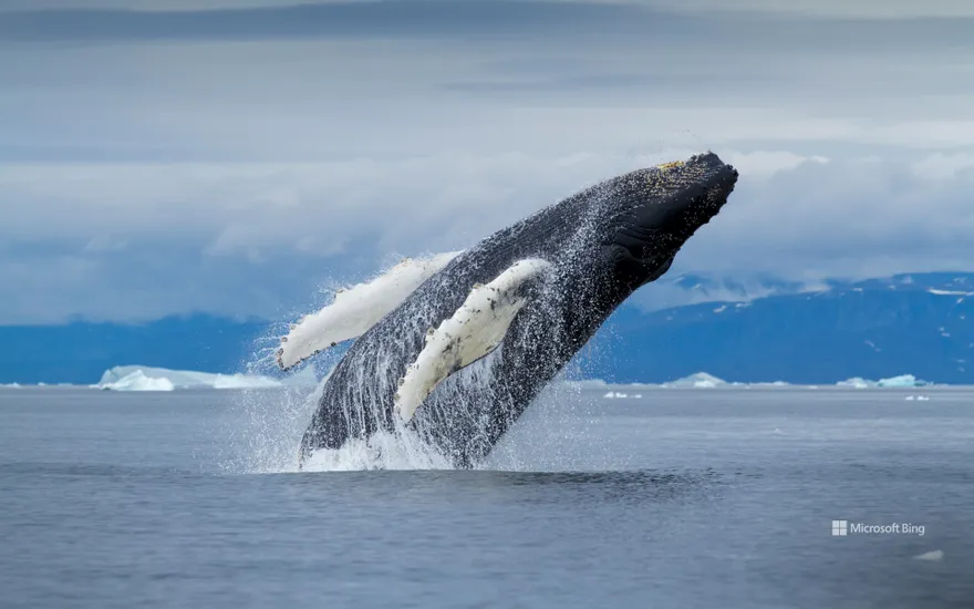 Humpback whale, Disko Bay, Greenland