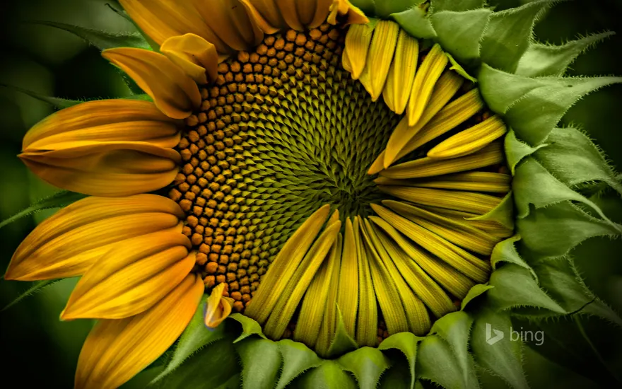 Immature sunflower