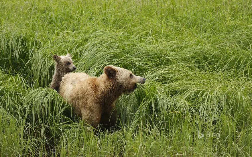 Adult female Grizzly Bear (Ursus arctos horribilis) and cub feeding on sedges in Great Bear Rainforest, B.C.