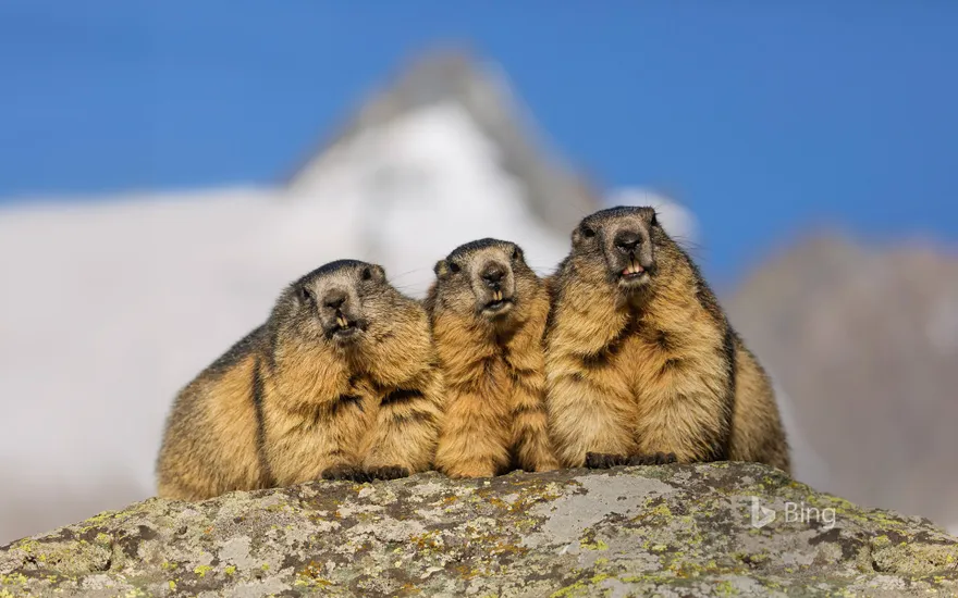 Alpine marmots near the Grossglockner High Alpine Road, Austria